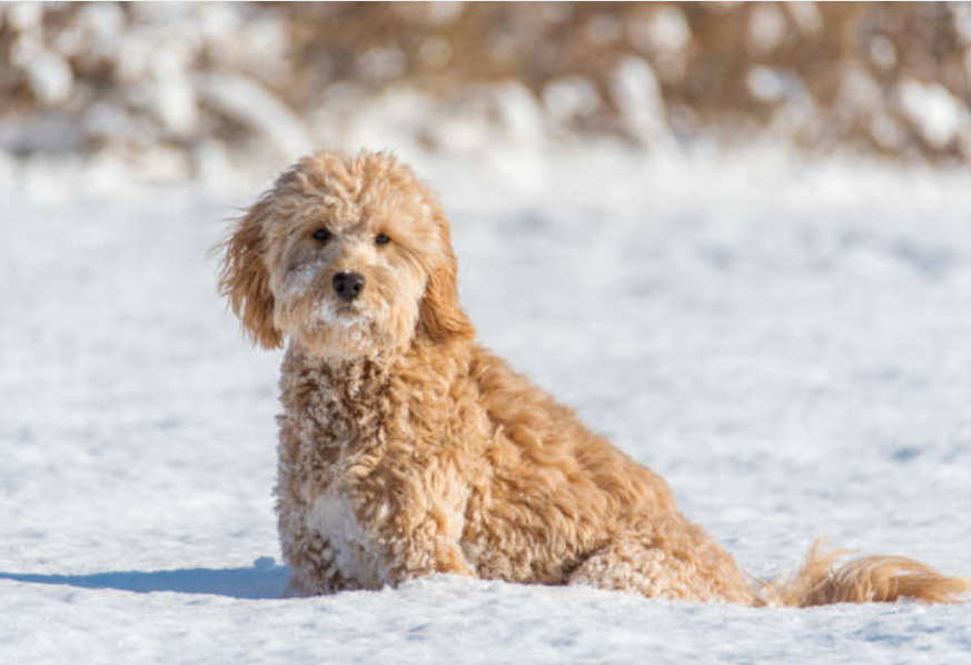 Home 7 19 minigoldendoodlehub.us- Mini Goldendoodle Hub