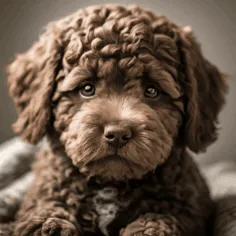 Teacup Mini Goldendoodle: Overall Guide, Featuring Facts & mysteries of these teacup mini pups 15 Apricot teacup mini golden doodle minigoldendoodlehub.us- Mini Goldendoodle Hub