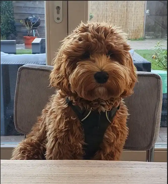 Complete Guide to F1 Mini Goldendoodle ; Your All queries 'll be resolved Here: 5 F1-Mini-Goldendoodle