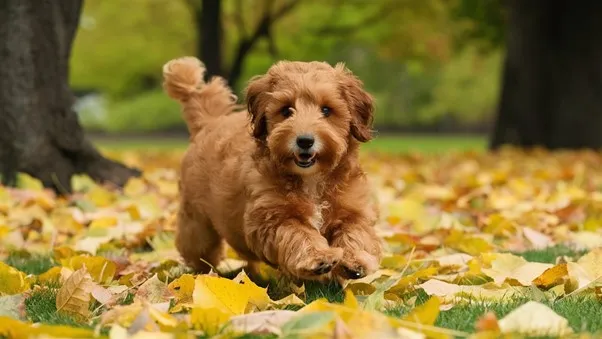 Mini Goldendoodle Generations (F1, F1B, F1BB, F2, F2B, F2BB and Multigen) Explained 5 F1-miniature-Goldendoodle