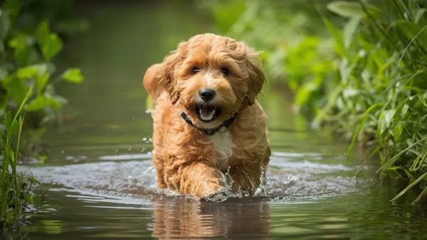 Mini Goldendoodle Generations (F1, F1B, F1BB, F2, F2B, F2BB and Multigen) Explained 9 F1BB-Mini-Goldendoodle