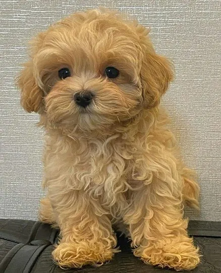 F1BB Mini Goldendoodle: Complete Overview & Hidden Facts 5 F1bb-Mini-Goldendoodle