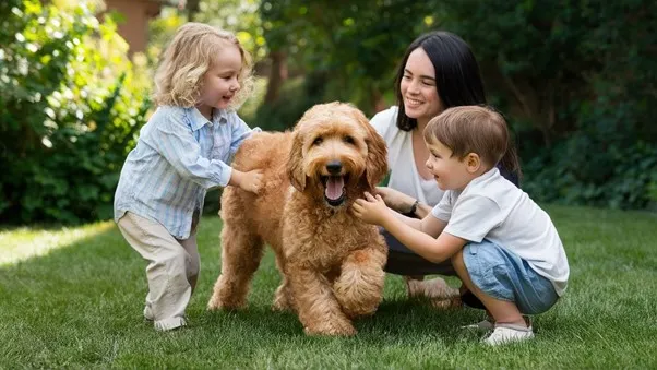 F1BB Mini Goldendoodle: Complete Overview & Hidden Facts 10 F1bb-Mini-Goldendoodle