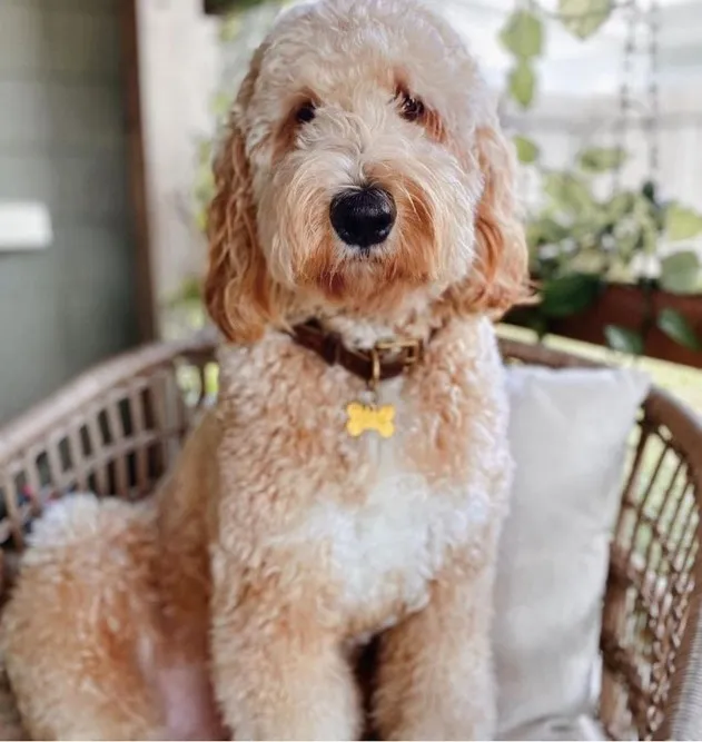 F2 Mini Goldendoodle; Complete Overview & Facts. All queries are resolved here 5 F2-Mini-Goldendoodle