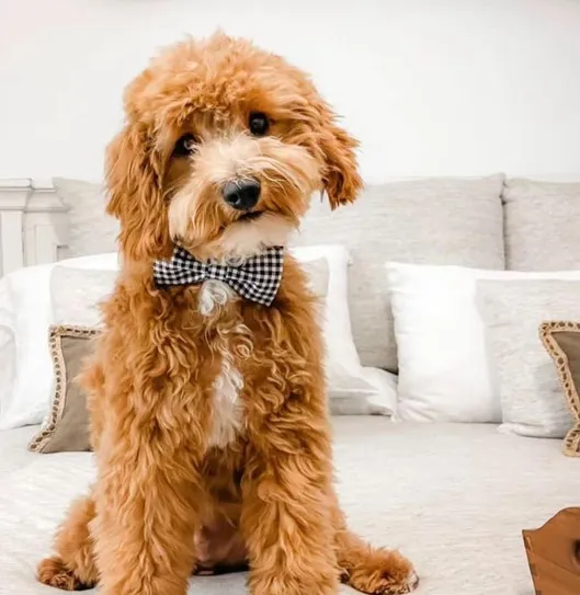 F2 Mini Goldendoodle; Complete Overview & Facts. All queries are resolved here 6 F2-Mini-Goldendoodle