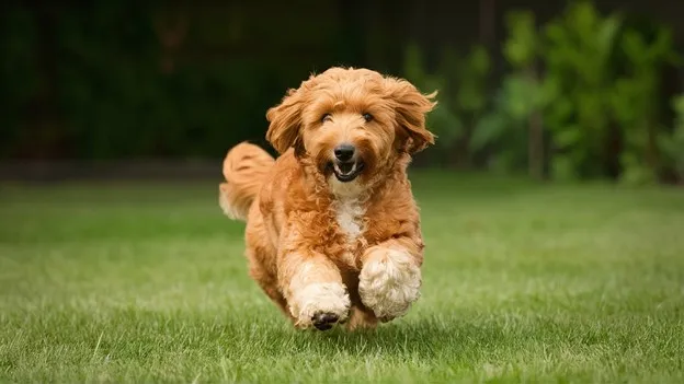 F2 Mini Goldendoodle; Complete Overview & Facts. All queries are resolved here 1 F2-Mini-Goldendoodle