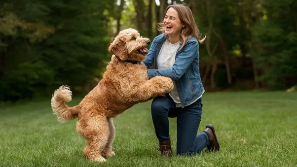 Mini Goldendoodle Generations (F1, F1B, F1BB, F2, F2B, F2BB and Multigen) Explained 11 F2-Mini-Goldendoodle