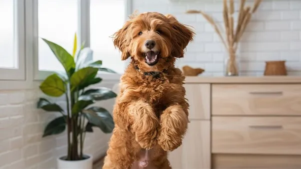 Mini Goldendoodle Generations (F1, F1B, F1BB, F2, F2B, F2BB and Multigen) Explained 13 F2B-Mini-Goldendoodle