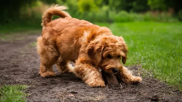F2b Mini Goldendoodle: Overall Guide & Features 5 F2B-Mini-Goldendoodle
