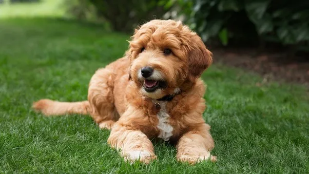 F2b Mini Goldendoodle: Overall Guide & Features 6 F2B-Mini-Goldendoodle