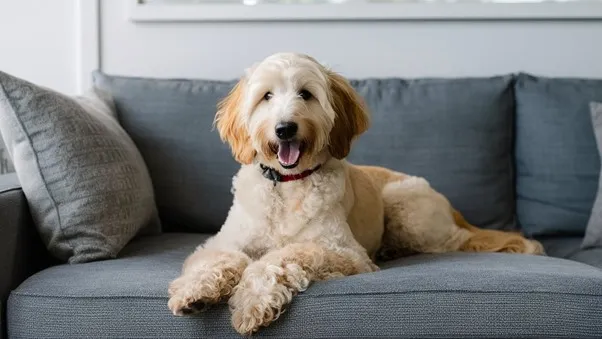 F2b Mini Goldendoodle: Overall Guide & Features 7 F2B-Mini-Goldendoodle