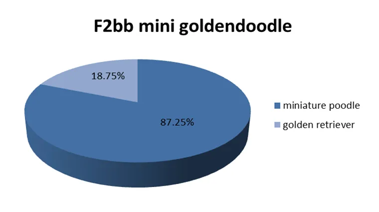 F2BB Mini Goldendoodle; Whole Guide & Interesting Facts 2 F2BB-Mini-Goldendoodle
