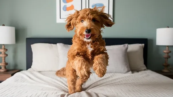 F2BB Mini Goldendoodle; Whole Guide & Interesting Facts 4 F2BB-Mini-Goldendoodle