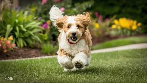 F2BB Mini Goldendoodle; Whole Guide & Interesting Facts 5 F2BB-Mini-Goldendoodle