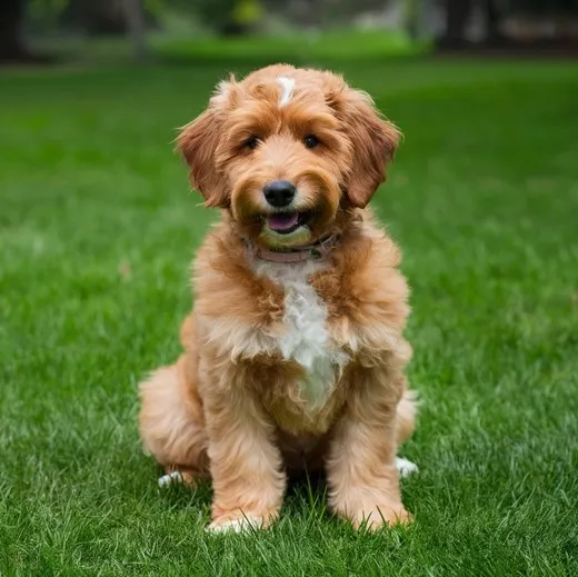 Mini Goldendoodle Generations (F1, F1B, F1BB, F2, F2B, F2BB and Multigen) Explained 15 F2BB-Mini-Goldendoodle