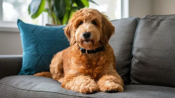 F2BB Mini Goldendoodle; Whole Guide & Interesting Facts 1 F2BB-Mini-Goldendoodle