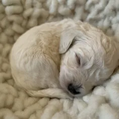 Teacup Mini Goldendoodle: Overall Guide, Featuring Facts & mysteries of these teacup mini pups 10 Genes Influencing Teacup mini golden doodleSize minigoldendoodlehub.us- Mini Goldendoodle Hub