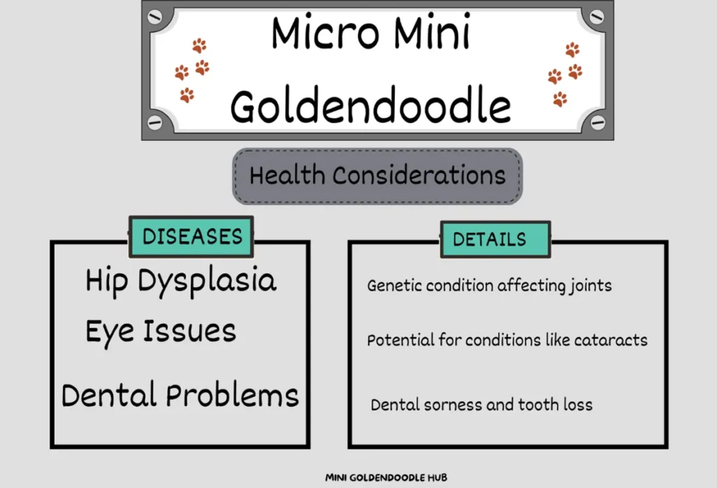 Micro Mini Goldendoodle: A Visual Handbook of this Pocket-sized Puppy 31 Micro-Mini-Goldendoodle-Health-Issues