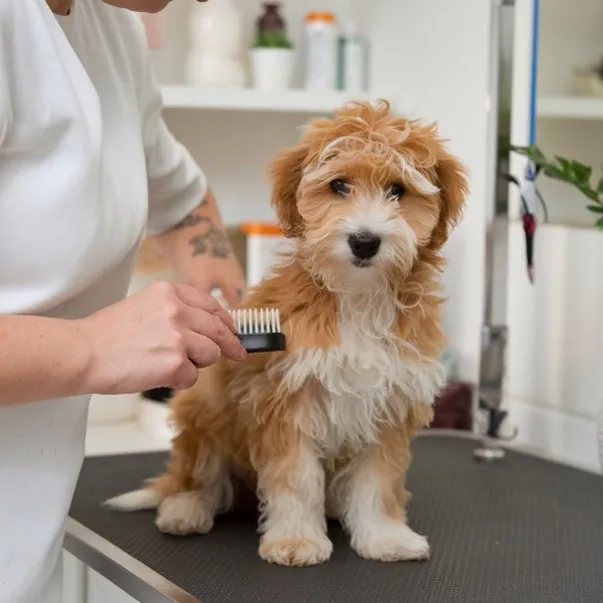 Micro Mini Goldendoodle: A Visual Handbook of this Pocket-sized Puppy 34 Micro-Mini-goldendoodle-Care