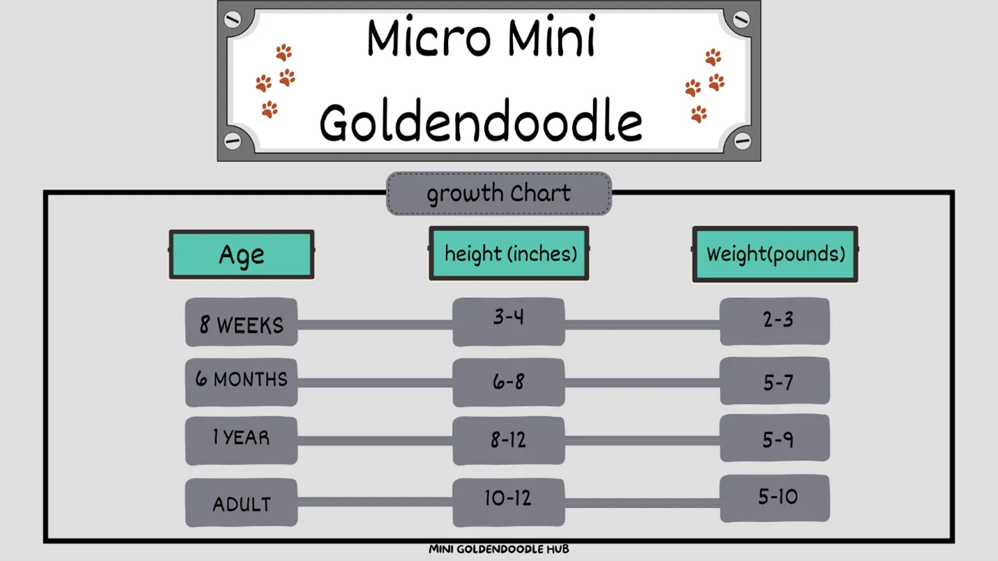Micro Mini Goldendoodle: A Visual Handbook of this Pocket-sized Puppy 13 Micro-mini-goldendoodle-Growth-Chart