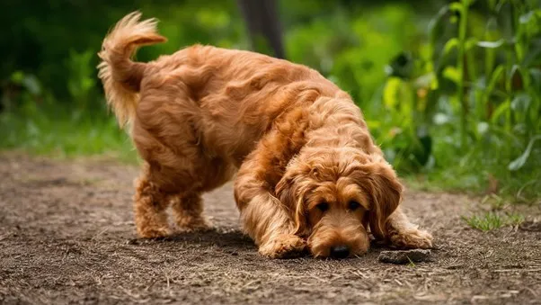 Mini Goldendoodle Temperament: Complete overview 17 Mini-Goldendoodle-Digging