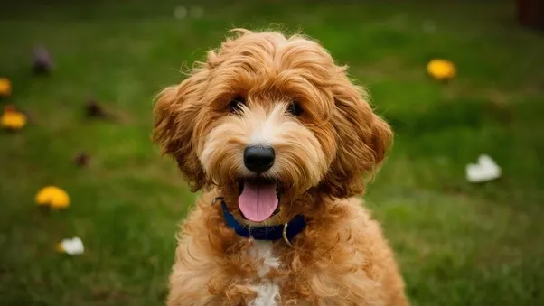 Mini Goldendoodle Temperament: Complete overview 5 Mini-Goldendoodle-Hypoallergic