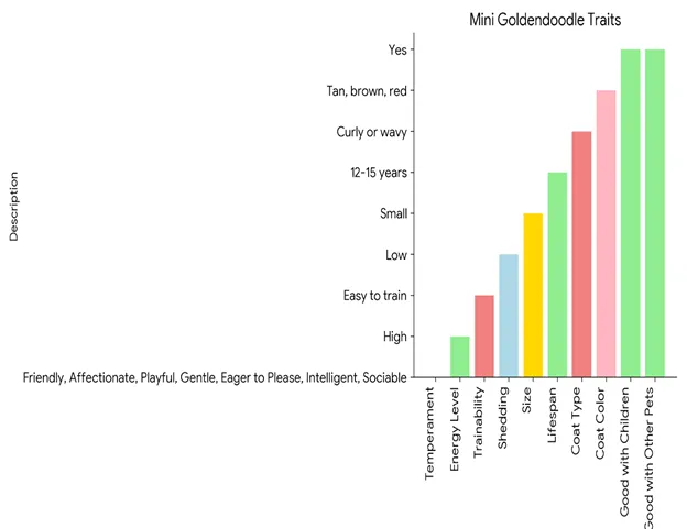 Goldendoodle Size Comparison, Cost, Temper (MINI VS MEDIUM VS ADULT) 6 Mini-Goldendoodle-traits
