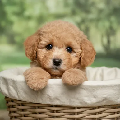 Micro Mini Goldendoodle: A Visual Handbook of this Pocket-sized Puppy 3 Mini-Micro-goldendoodle