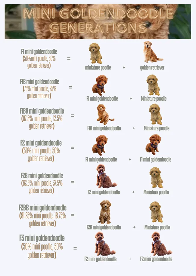 Mini Goldendoodle Generations (F1, F1B, F1BB, F2, F2B, F2BB and Multigen) Explained 2 Mini-goldendoodle-generations