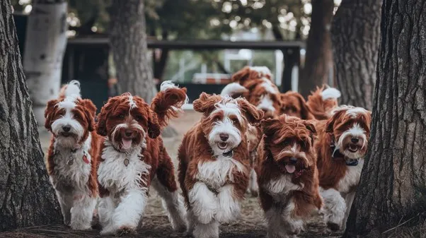 Multigen Mini Goldendoodle: Complete Overview & Secrets (F3 Mini Goldendoodle) 2 Multigen-Mini-Goldendoodle-Appearance