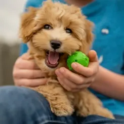 Teacup Mini Goldendoodle: Overall Guide, Featuring Facts & mysteries of these teacup mini pups 31 Personality and Temperament of Mini Teacup Goldendoodle minigoldendoodlehub.us- Mini Goldendoodle Hub