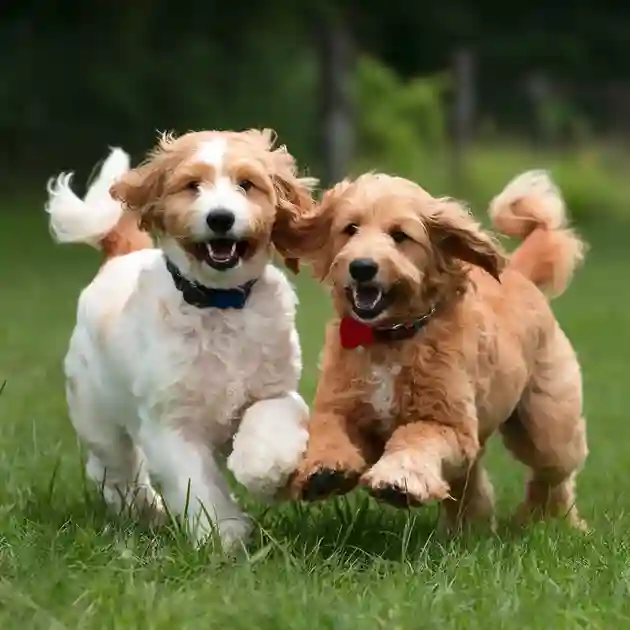 Mini Goldendoodle Temperament: Complete overview 12 Playful-Mini-Goldendoodle