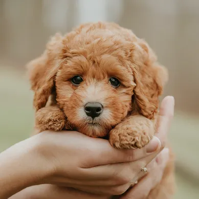 Micro Mini Goldendoodle: A Visual Handbook of this Pocket-sized Puppy 6 Pocket-sized-Micro-Mini-Goldendoodle