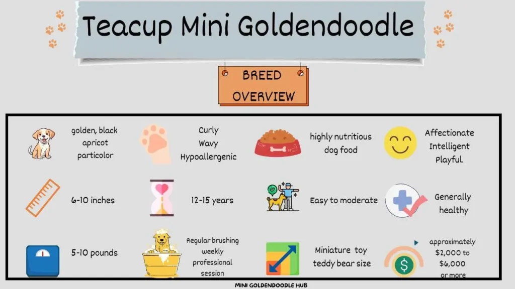 Teacup Mini Goldendoodle: Overall Guide, Featuring Facts & mysteries of these teacup mini pups 3 Teacup Mini Goldendoodle Overview