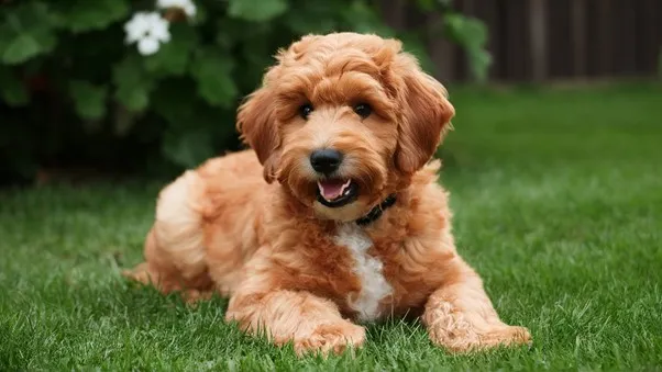 Mini Goldendoodle Temperament: Complete overview 7 Teddy-Bear-Mini-Goldendoodle