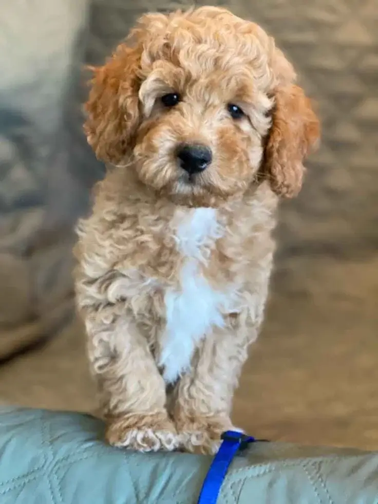 Mini Goldendoodle: A General Handbook to Miniature Goldendoodle Breed 8 Adopt a Mini Goldendoodle