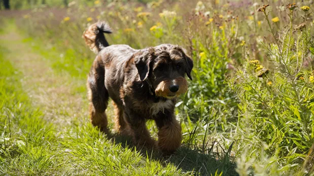 17+ Mini Goldendoodle Colors: A Guide to Solid Patterns and Rare Markings with Pictures 20 Brindle Mini Goldendoodle