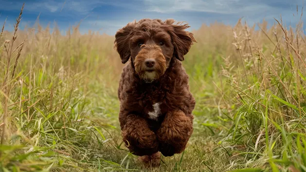 17+ Mini Goldendoodle Colors: A Guide to Solid Patterns and Rare Markings with Pictures 7 Chocolate Mini Goldendoodle