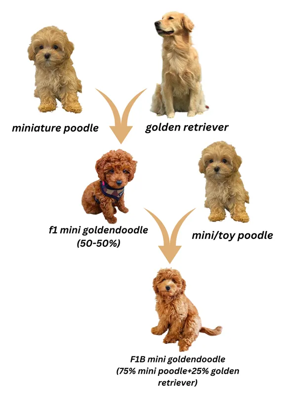 Premier Guide to F1B Mini Goldendoodle; Instant & Entire info to Mini F1b Doodles 3 F1B Mini goldendoodle Breed overview