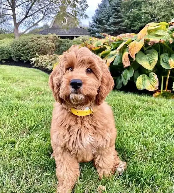 Premier Guide to F1B Mini Goldendoodle; Instant & Entire info to Mini F1b Doodles 7 F1B Mini Goldendoodle