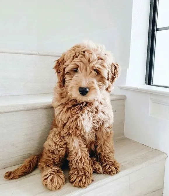 Premier Guide to F1B Mini Goldendoodle; Instant & Entire info to Mini F1b Doodles 5 F1B Mini Goldendoodle