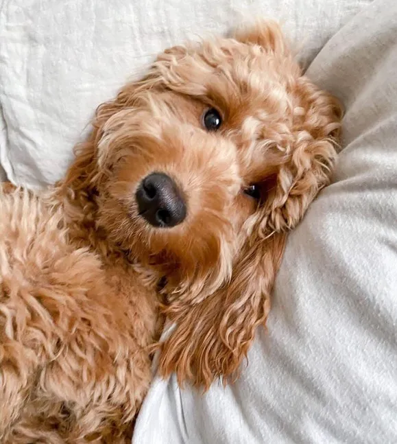Premier Guide to F1B Mini Goldendoodle; Instant & Entire info to Mini F1b Doodles 4 F1B Mini goldendoodle