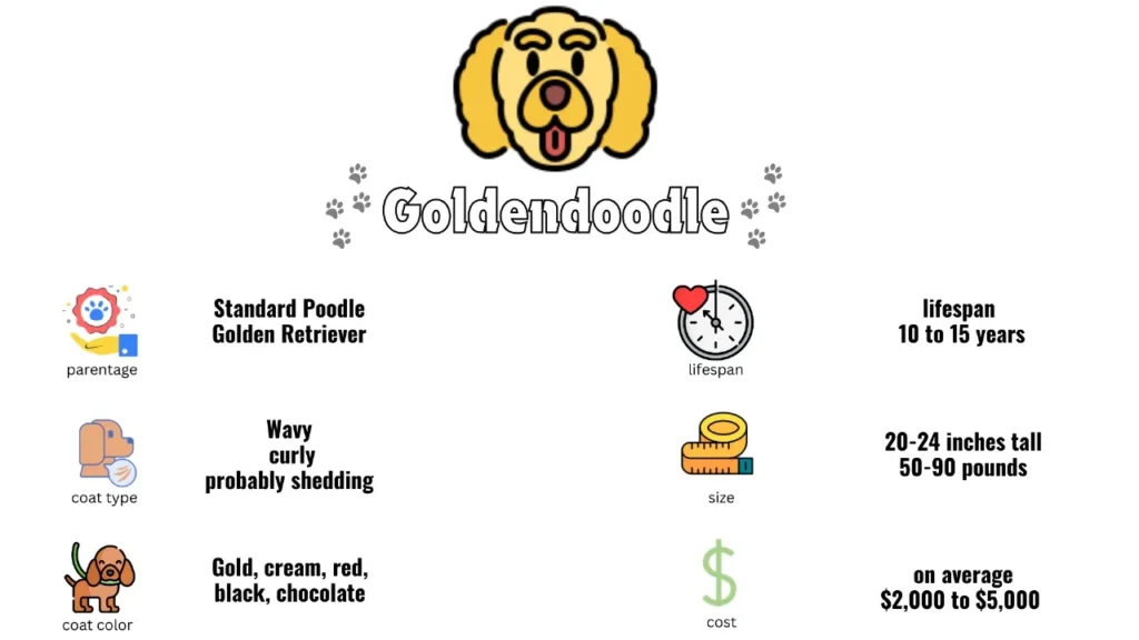 Mini Goldendoodle vs Goldendoodle: A Head-to-Head Comparison & Facts 3 Goldendoodle Breed Overview
