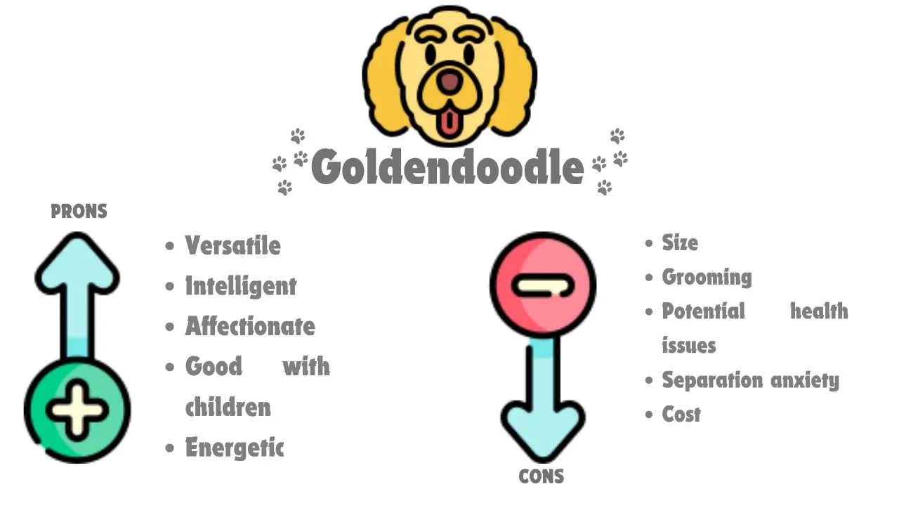 Mini Goldendoodle vs Goldendoodle: A Head-to-Head Comparison & Facts 9 Goldendoodle pros and cons