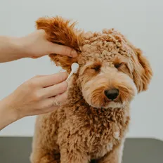 Micro Mini Goldendoodle: A Visual Handbook of this Pocket-sized Puppy 23 micro-mini-goldendoodle-Ear-cleaning
