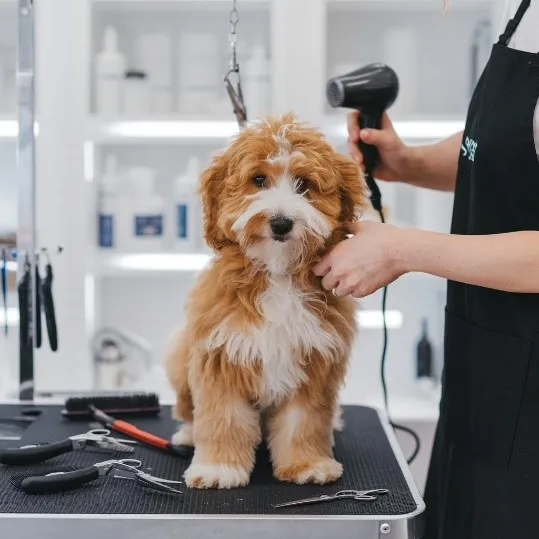Micro Mini Goldendoodle: A Visual Handbook of this Pocket-sized Puppy 24 micro-mini-goldendoodle-Grooming