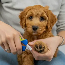 Micro Mini Goldendoodle: A Visual Handbook of this Pocket-sized Puppy 22 micro-mini-goldendoodle-Nail-Trimming