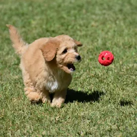 Micro Mini Goldendoodle: A Visual Handbook of this Pocket-sized Puppy 26 micro-mini-goldendoodle-Training