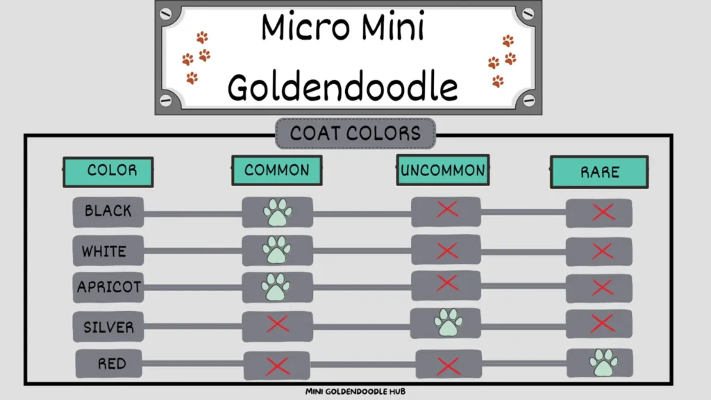 Micro Mini Goldendoodle: A Visual Handbook of this Pocket-sized Puppy 16 micro-mini-goldendoodle-colors