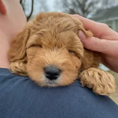Micro Mini Goldendoodle: A Visual Handbook of this Pocket-sized Puppy 19 micro-mini-goldendoodle-personality